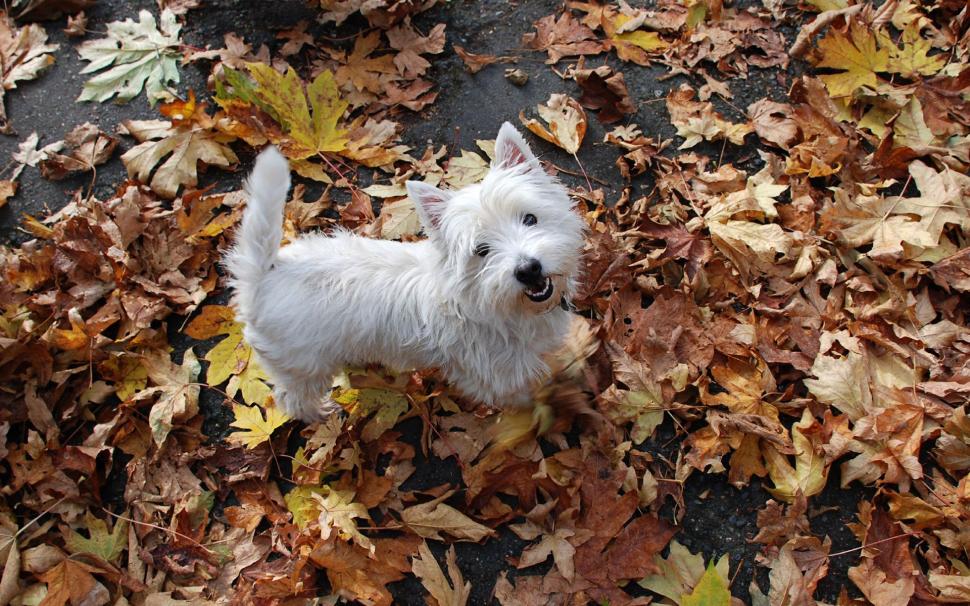 Maple Leaf Everywhere, A Small White Dog Wallpaper,maple - سگ های پاکوتاه ارزان قیمت , HD Wallpaper & Backgrounds