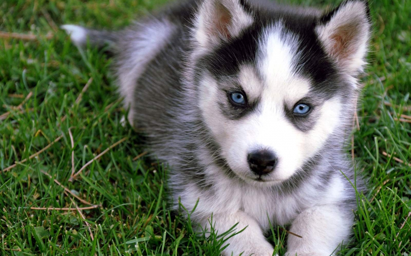 Cute Siberian Husky Puppy Sitting On Grass Puppies - Puppy Cute Husky Dog , HD Wallpaper & Backgrounds