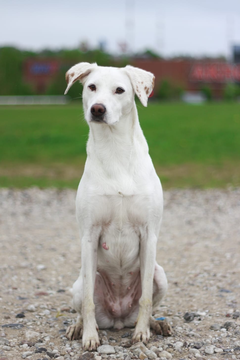 White Short Coat Medium Dog Preview - Short Coat White Dogs , HD Wallpaper & Backgrounds