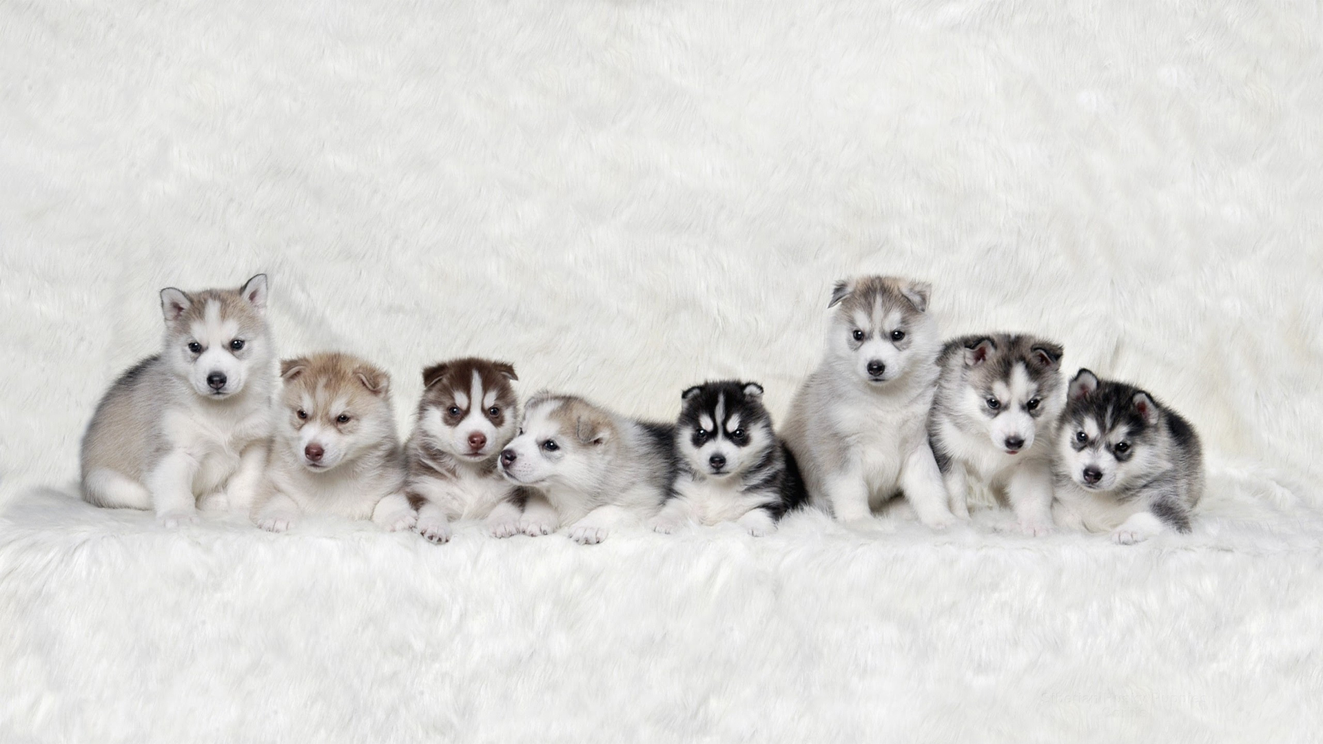 Siberian Husky Puppies Huskies Fluffy Dogs Hd Wallpaper - Husky Puppies Wallpaper For Desktop , HD Wallpaper & Backgrounds