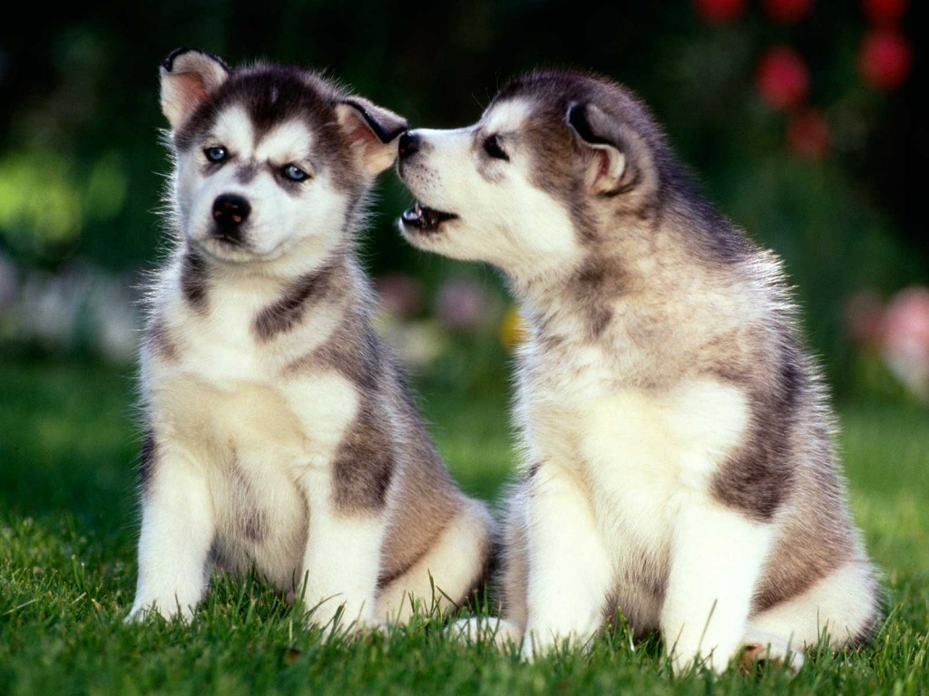 Husky Puppy Wallpaper - Husky Puppy Cute Dogs , HD Wallpaper & Backgrounds