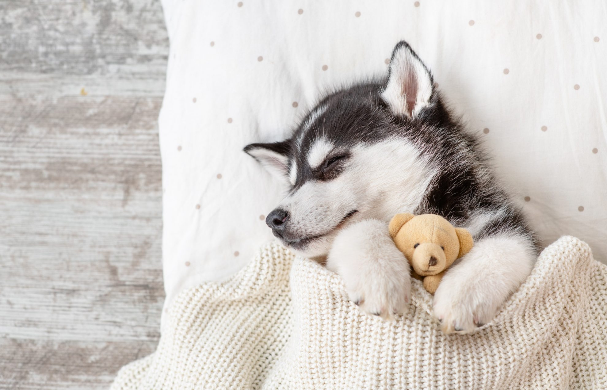 Cute Husky Puppies , HD Wallpaper & Backgrounds
