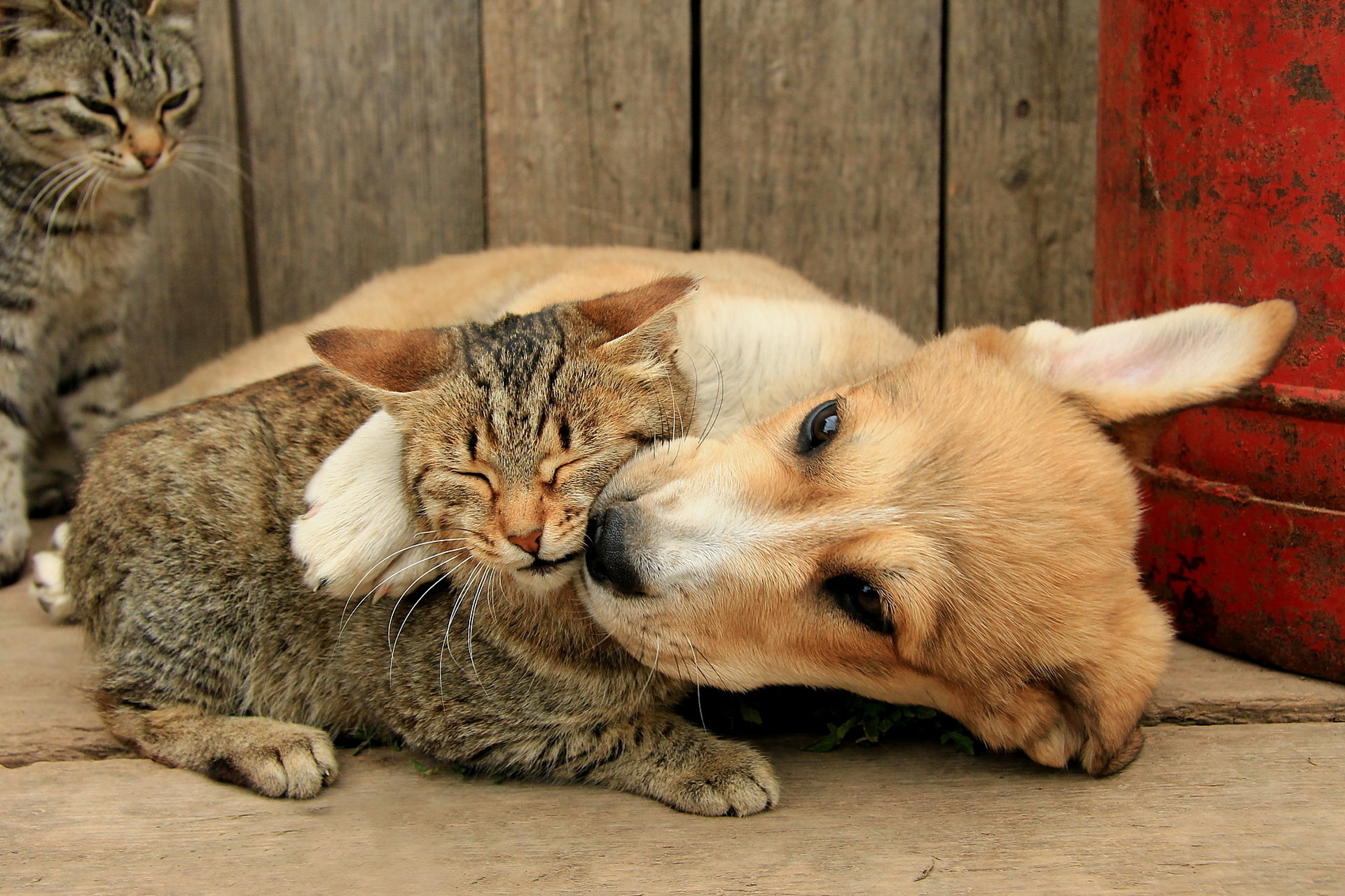 Cats And Dogs , HD Wallpaper & Backgrounds