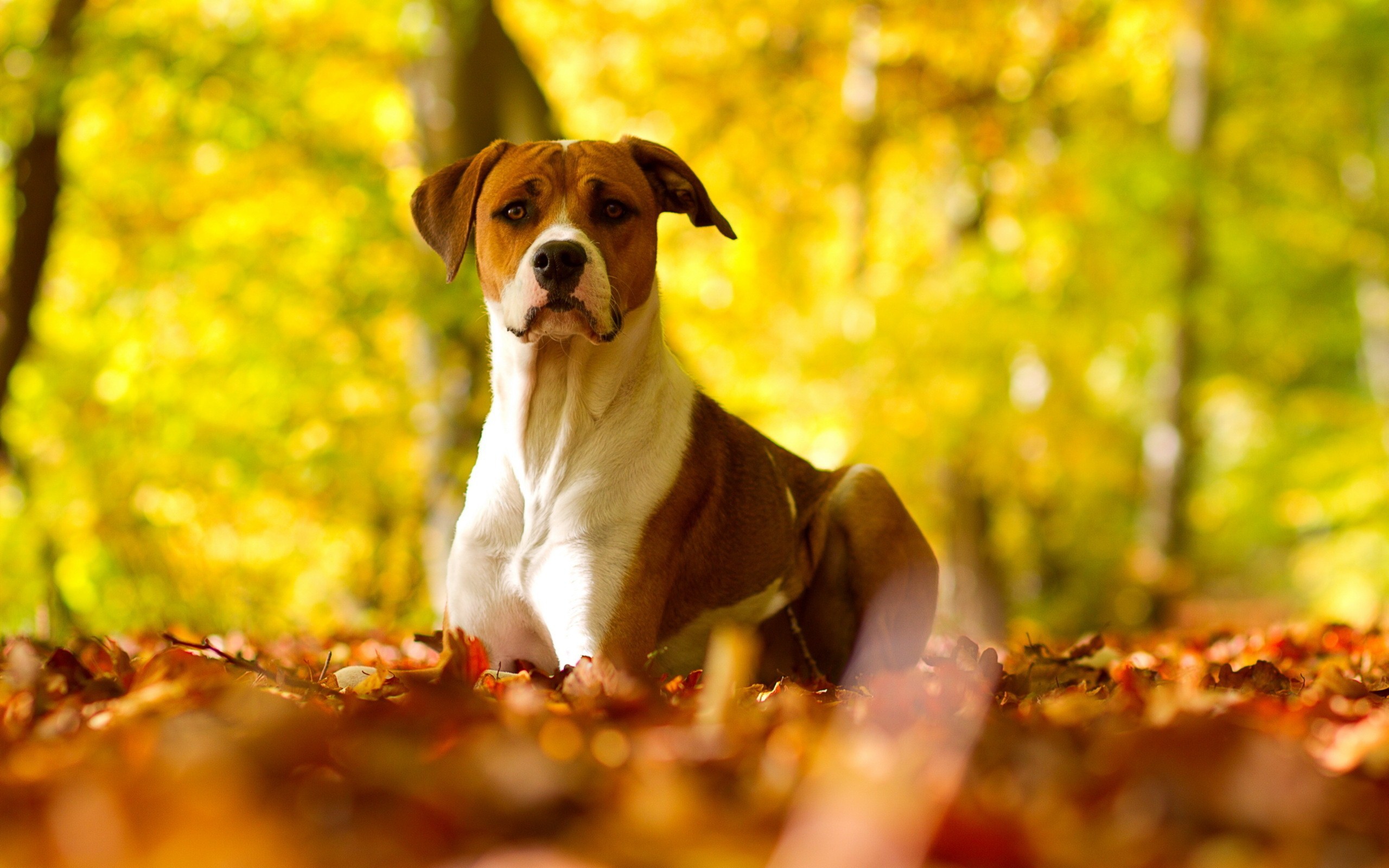 Dog In Jungle Hd Photo Background - Hd Dogs Background , HD Wallpaper & Backgrounds