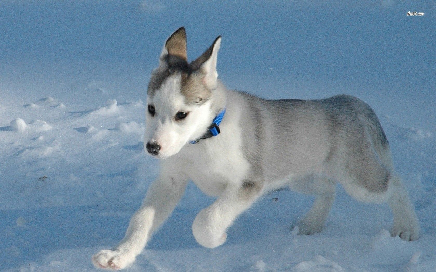 Husky Puppy Wallpaper Desktop Hd , HD Wallpaper & Backgrounds