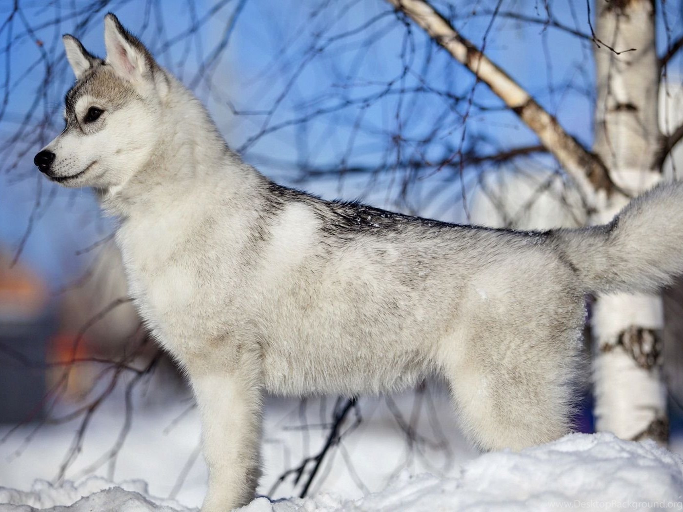Siberian Husky Puppy Wallpapers Animal Wallpapers - Wallpaper , HD Wallpaper & Backgrounds