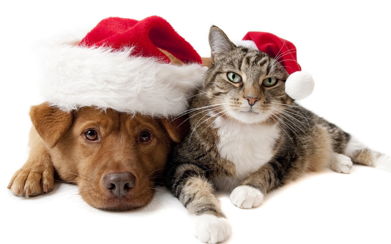 Dog And Cat Holiday , HD Wallpaper & Backgrounds