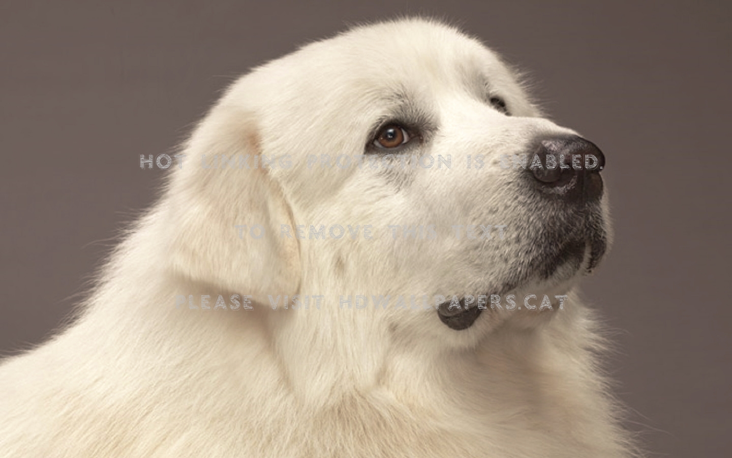 Great Pyrenees White Big Dog Animals - White Fluffy Lab Dog , HD Wallpaper & Backgrounds