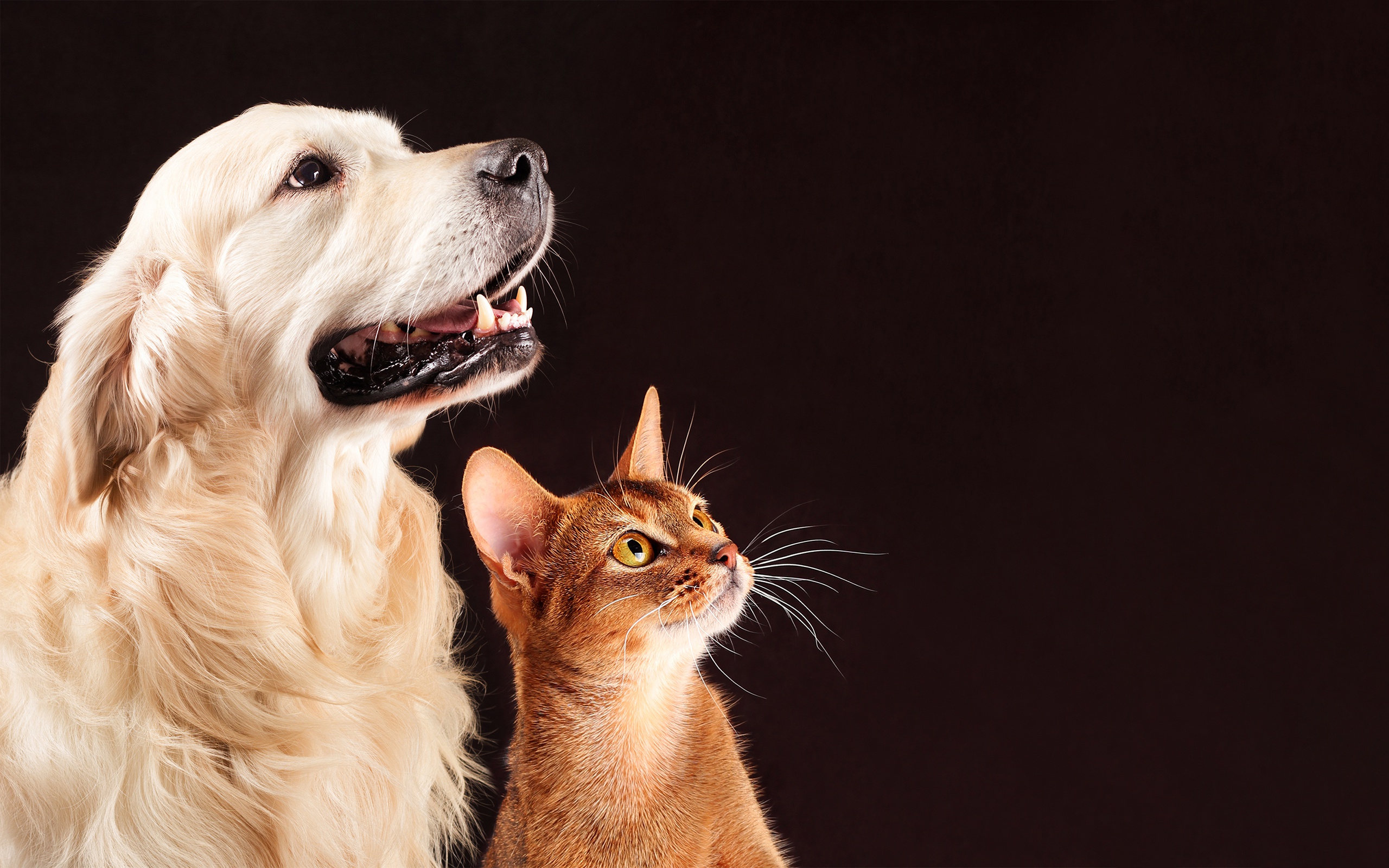 Abyssinian Cat, Golden Retriever, Labrador, Cat And - Perros Y Gatos Para Fondo , HD Wallpaper & Backgrounds