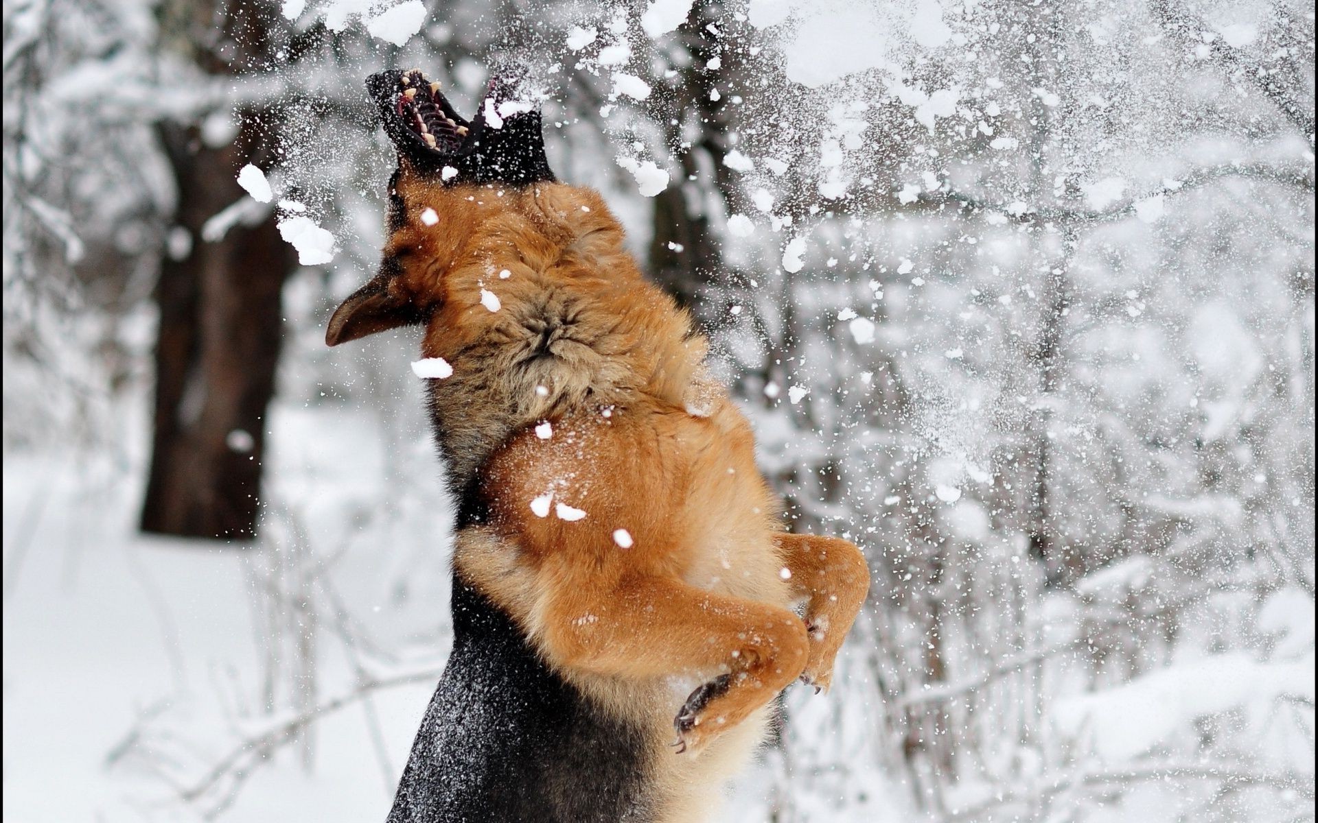 Dogs Snow Winter Cold Mammal Nature Animal Outdoors - Dog In Snow Wallpaper Hd , HD Wallpaper & Backgrounds