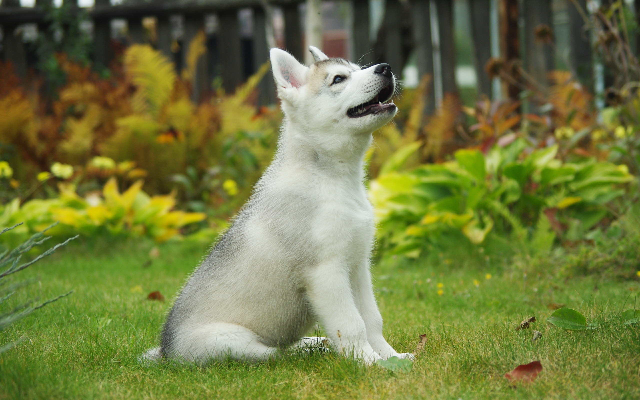Husky Puppy Wallpaper , HD Wallpaper & Backgrounds
