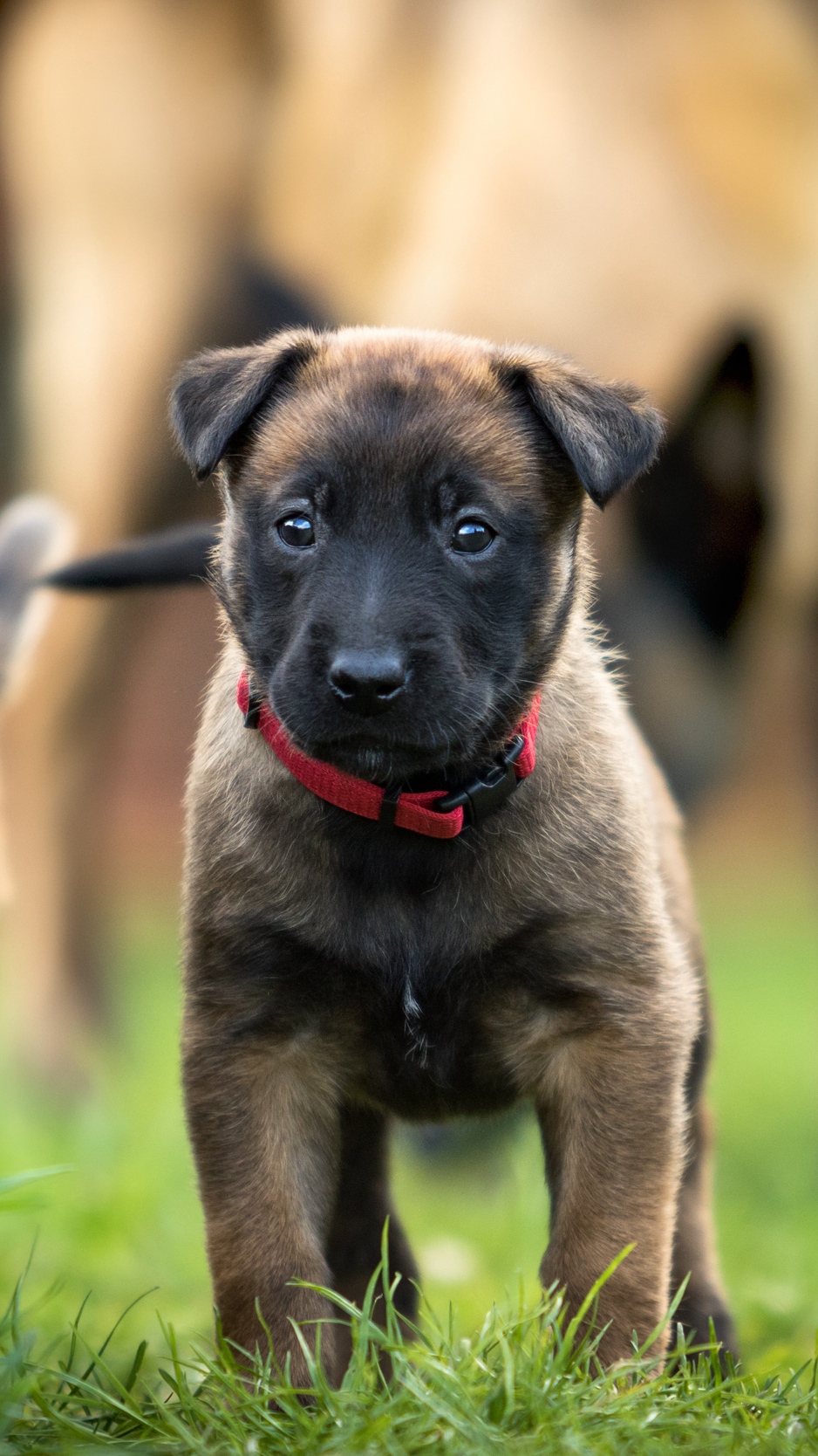 German Shepard Labrador Pup , HD Wallpaper & Backgrounds