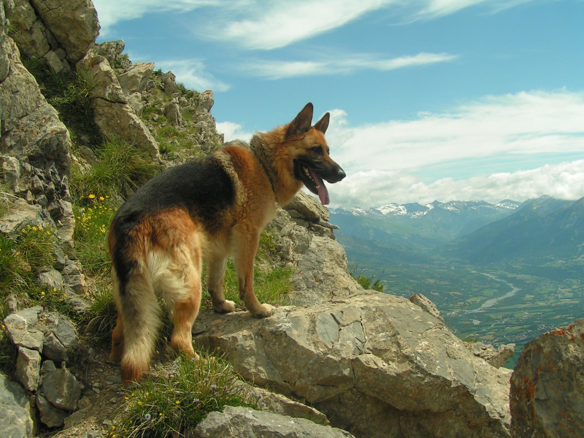 Dog German Shepherd Wallpapers 
 Data Src Best Dog - German Shepherd Dog Wallpaper Download , HD Wallpaper & Backgrounds