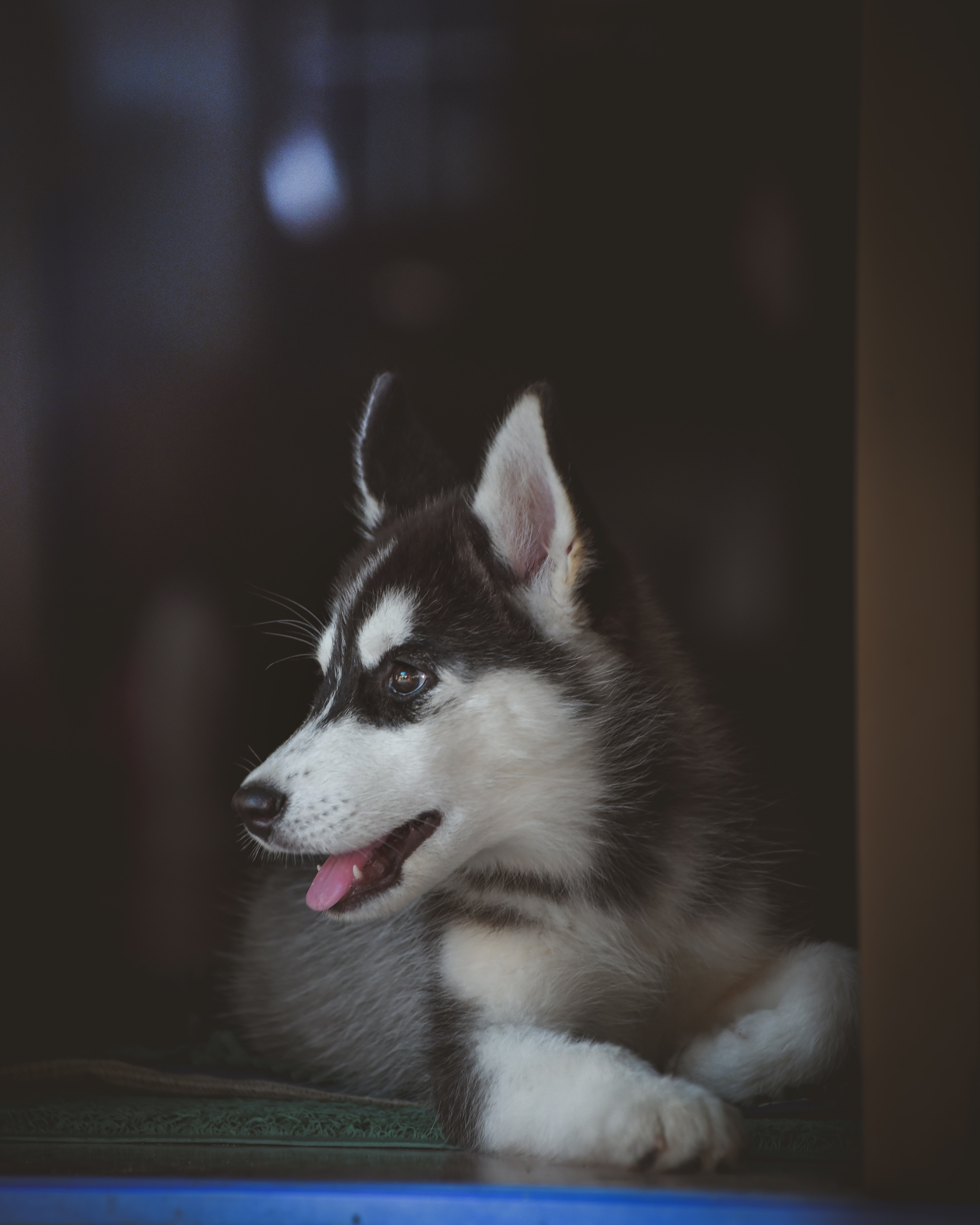 Husky Puppy Wallpaper , HD Wallpaper & Backgrounds