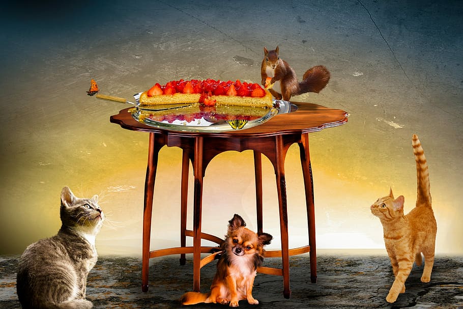 Rodent On Table Beside Strawberries, Animals, Composing, - Cat Dog Squirrel , HD Wallpaper & Backgrounds