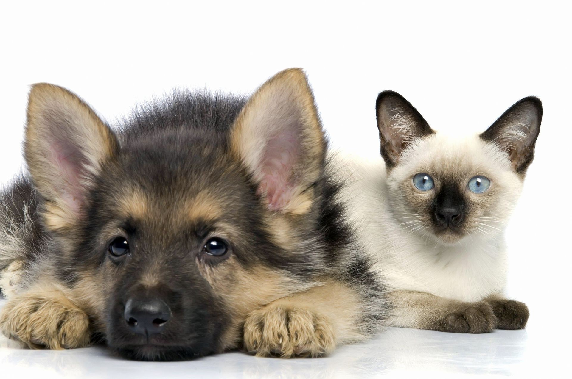 Animals Cute Dog Canine Pet Mammal Animal Purebred - German Shepherd Puppies And Cat , HD Wallpaper & Backgrounds