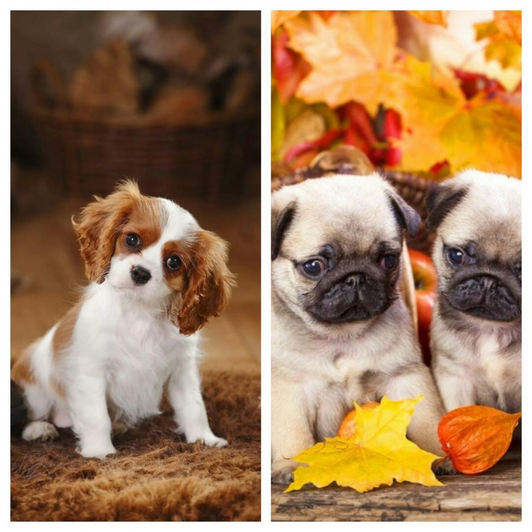 Baby Pugs , HD Wallpaper & Backgrounds