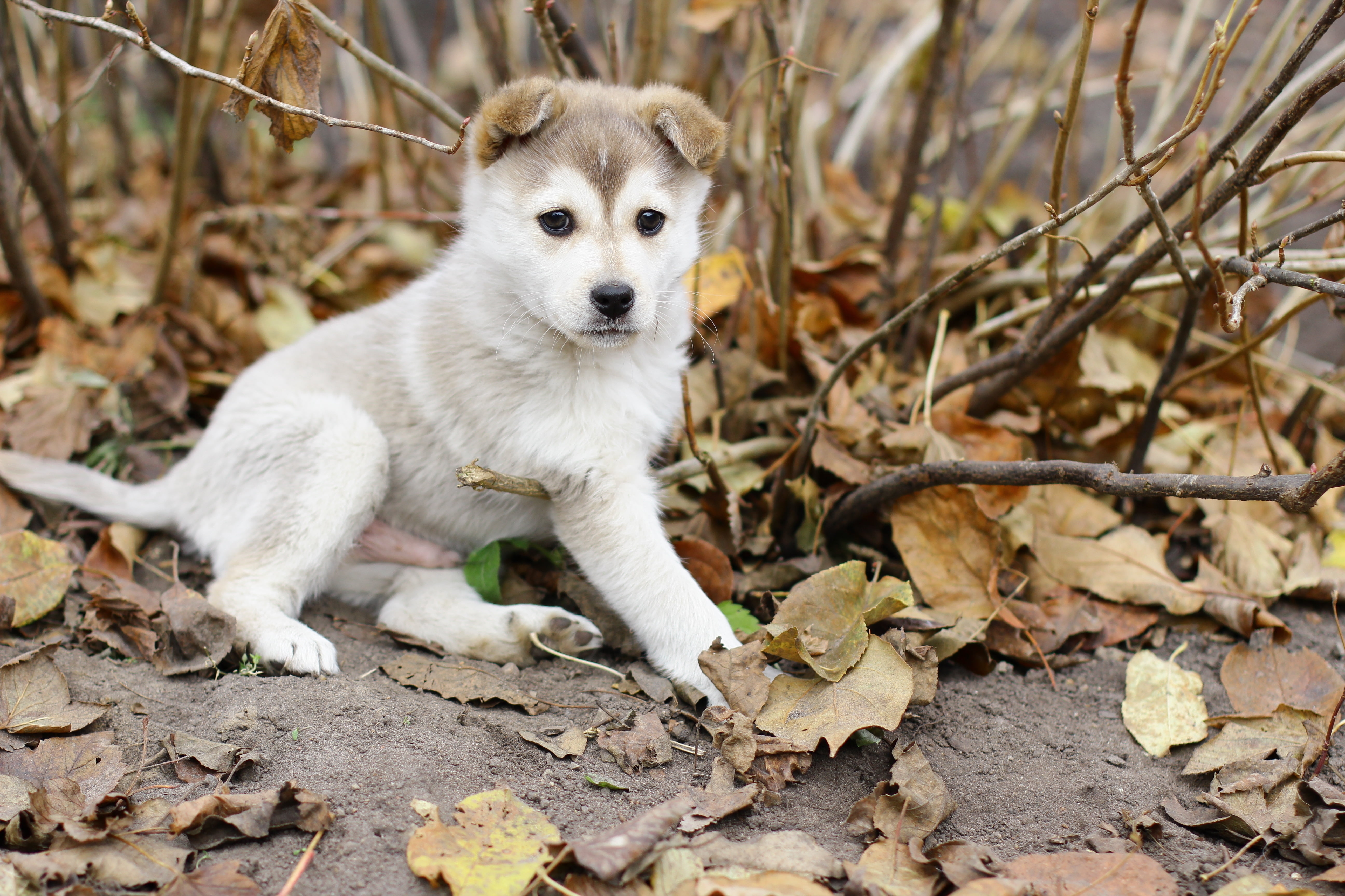 Brown Siberian Husky Puppy Mix , HD Wallpaper & Backgrounds