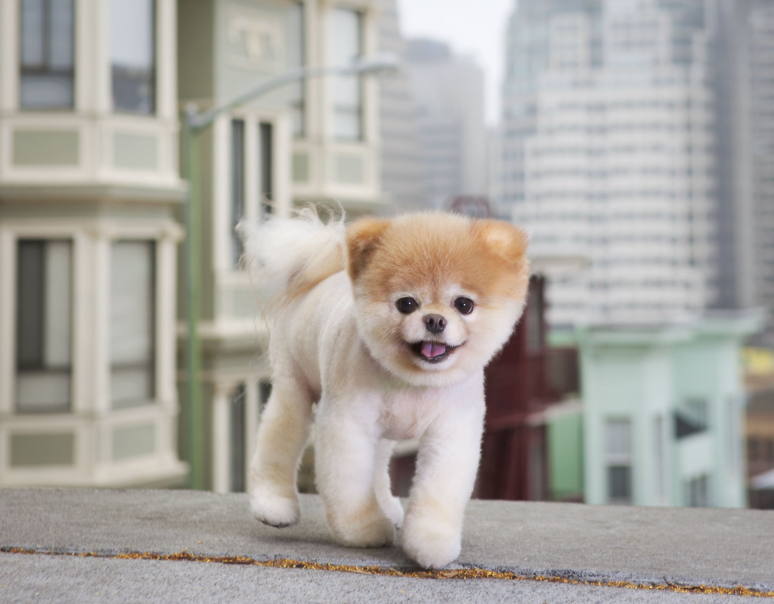 Boo Little Dog In The Big City , HD Wallpaper & Backgrounds