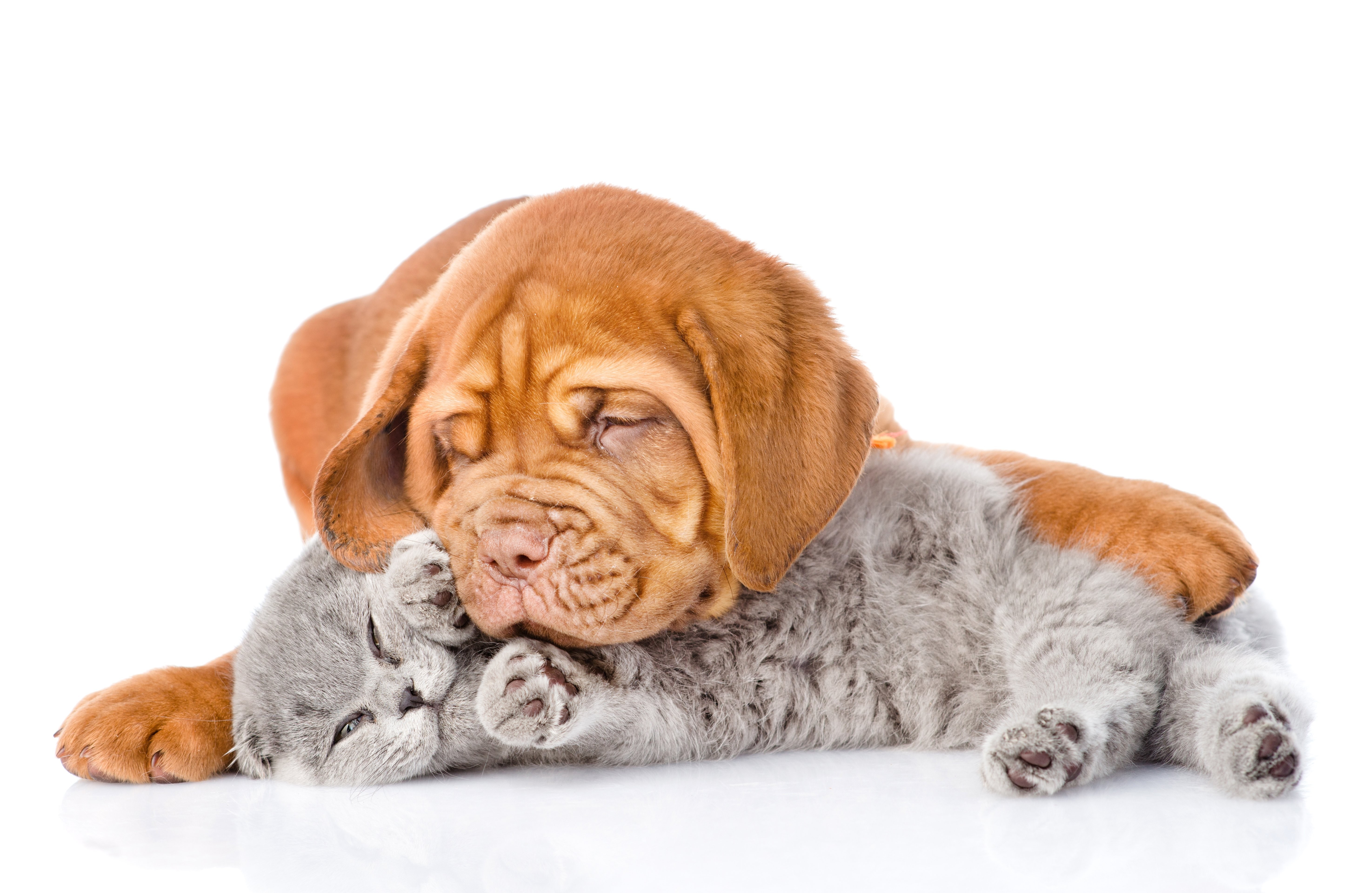 Cat And Dog White Background , HD Wallpaper & Backgrounds