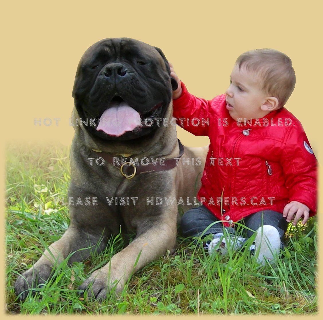 Cute Bullmastiff Baby Big Dog Animals - Bullmastiff , HD Wallpaper & Backgrounds