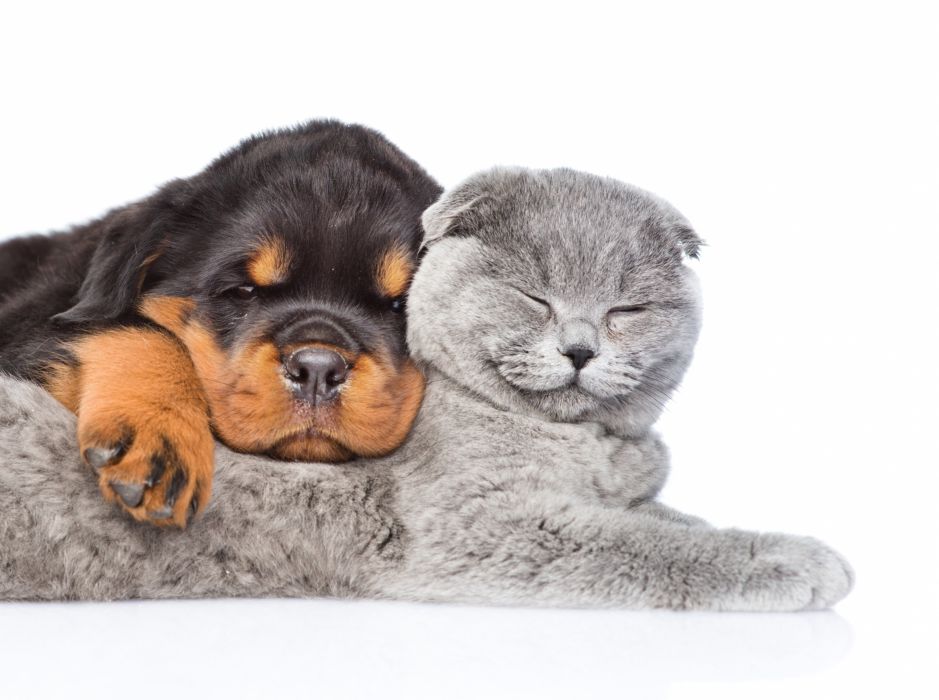 Cat Dog Puppy Kitten Rottweiler Two Sleep White Wallpaper - Rottweiler With A Cat , HD Wallpaper & Backgrounds