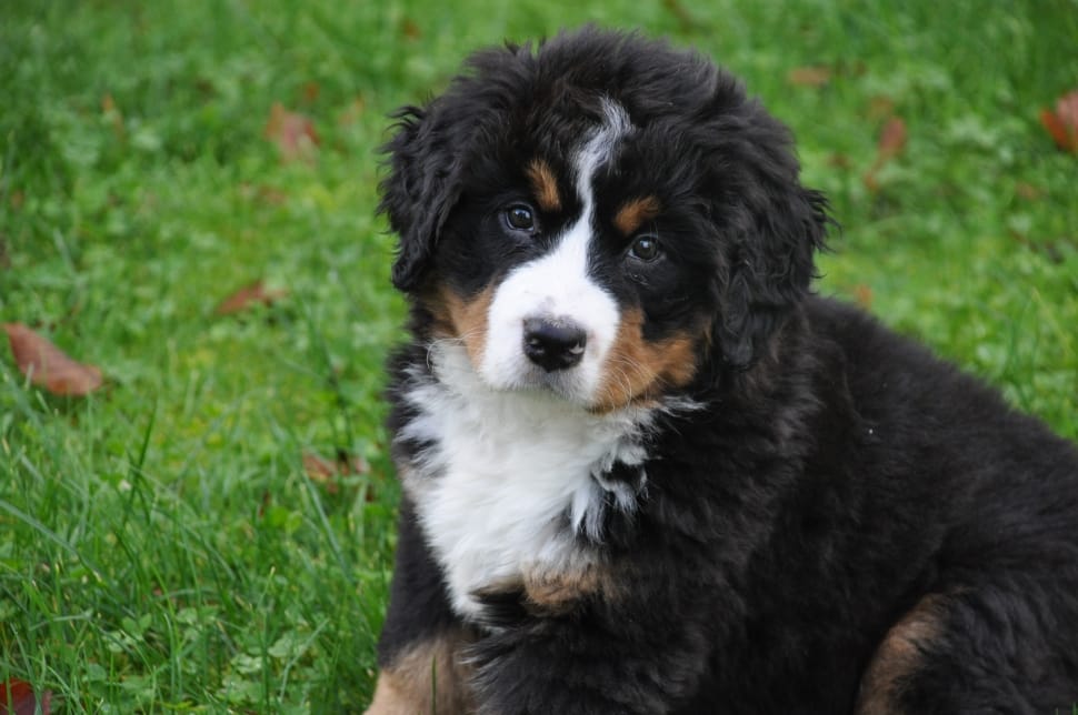 White Brown And Black Long Coated Puppy Preview - Bernese Mountain Dog Puppy Blue Eyes , HD Wallpaper & Backgrounds