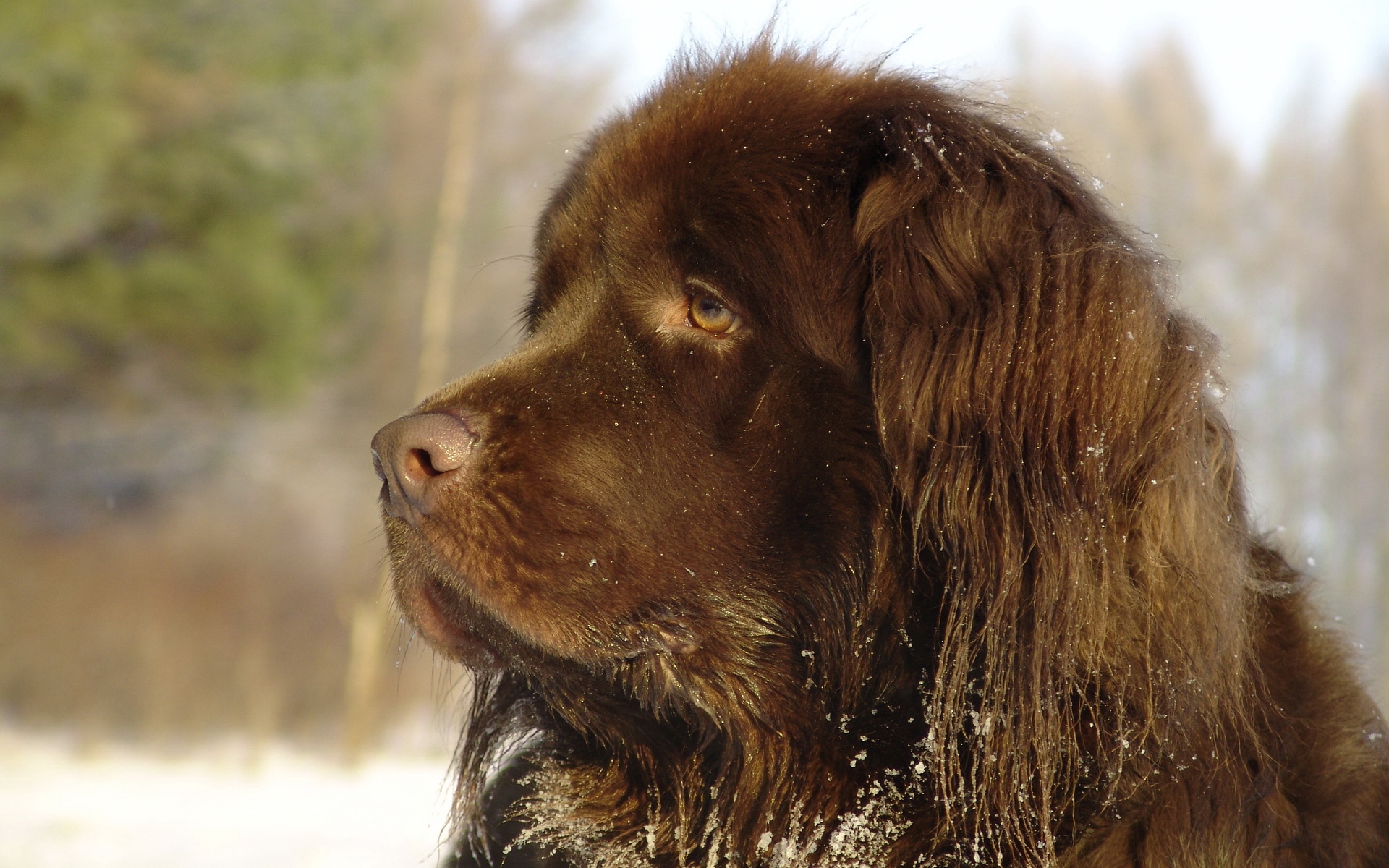 Download Wallpaper Dog, Big, Brown, Good Hd Background - Newfoundland , HD Wallpaper & Backgrounds