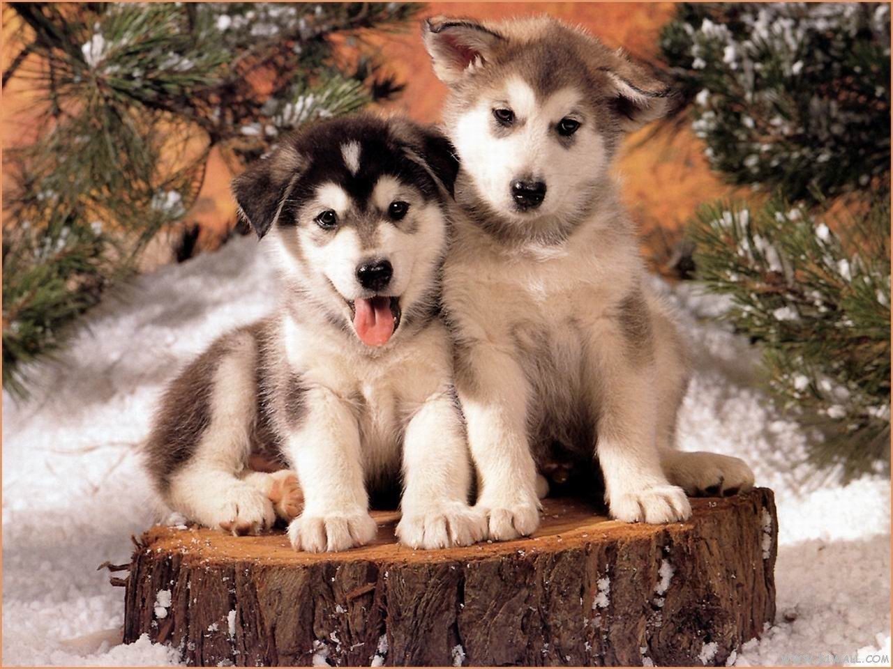 Huskies - Christmas Husky Puppies , HD Wallpaper & Backgrounds