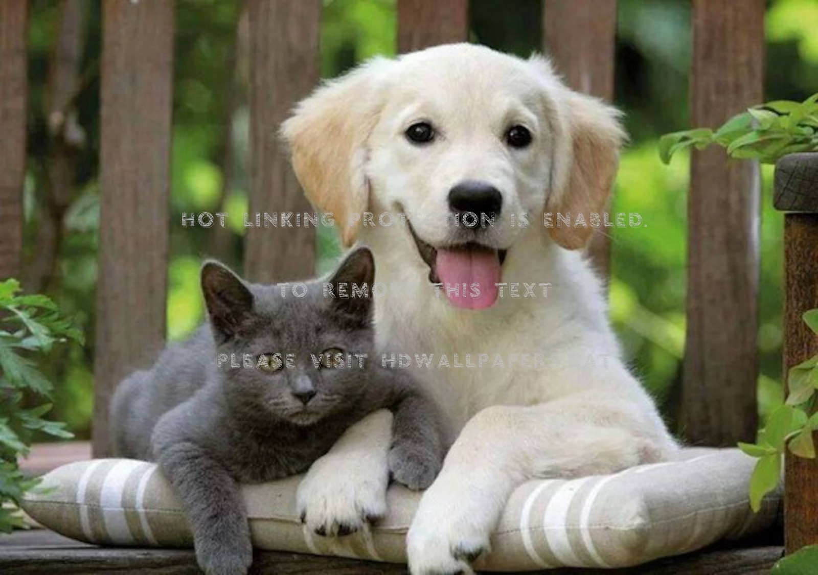 Two Cuties Animal Kitten Cat Dog Puppy - Golden Retriever With Russian Blue , HD Wallpaper & Backgrounds