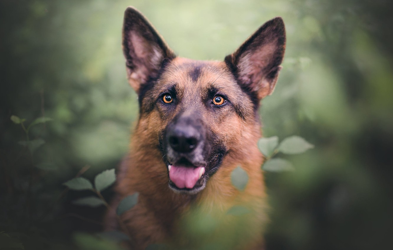 Photo Wallpaper Language, Look, Face, Leaves, Branches, - Old German Shepherd Dog , HD Wallpaper & Backgrounds