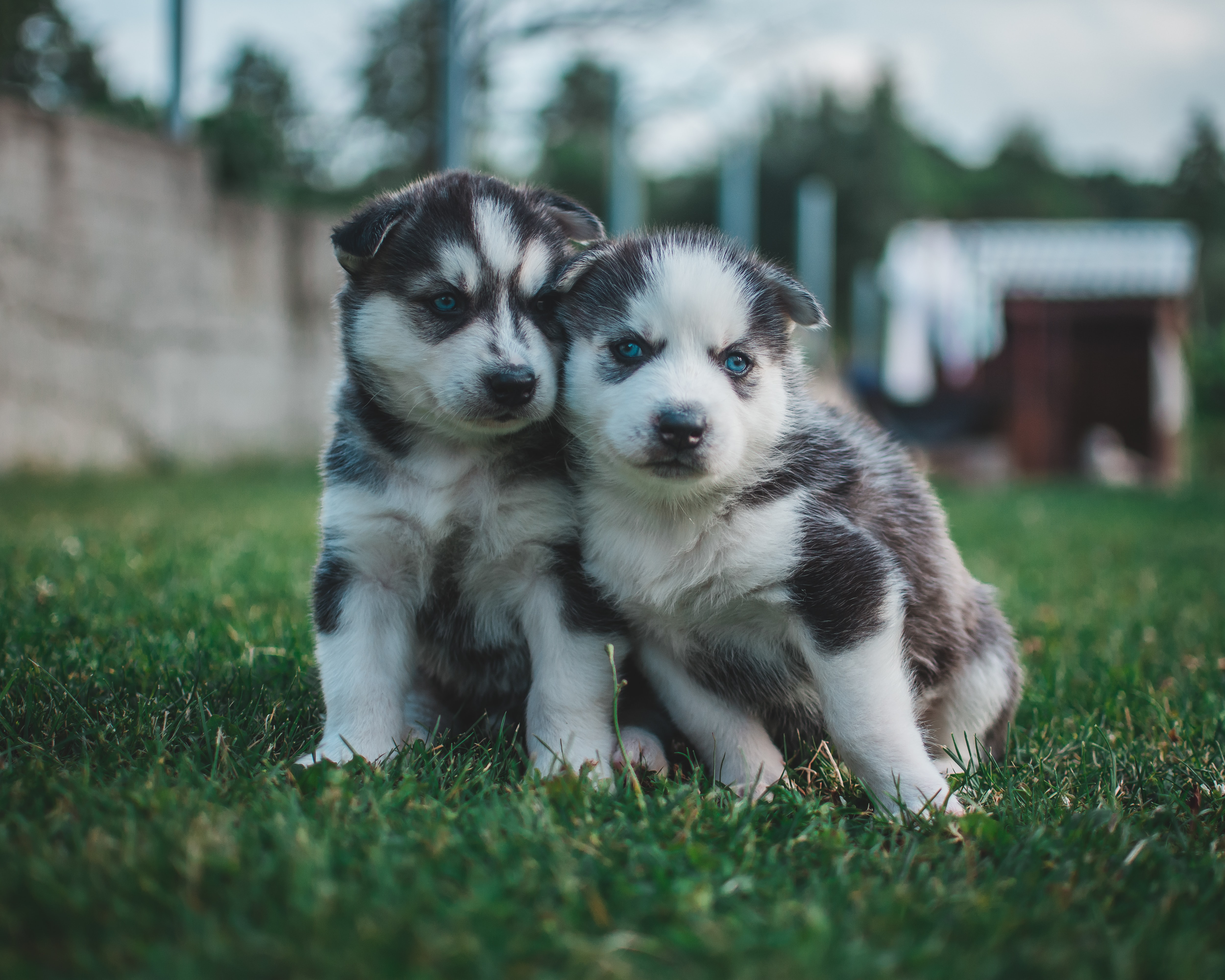 Siberian Husky , HD Wallpaper & Backgrounds