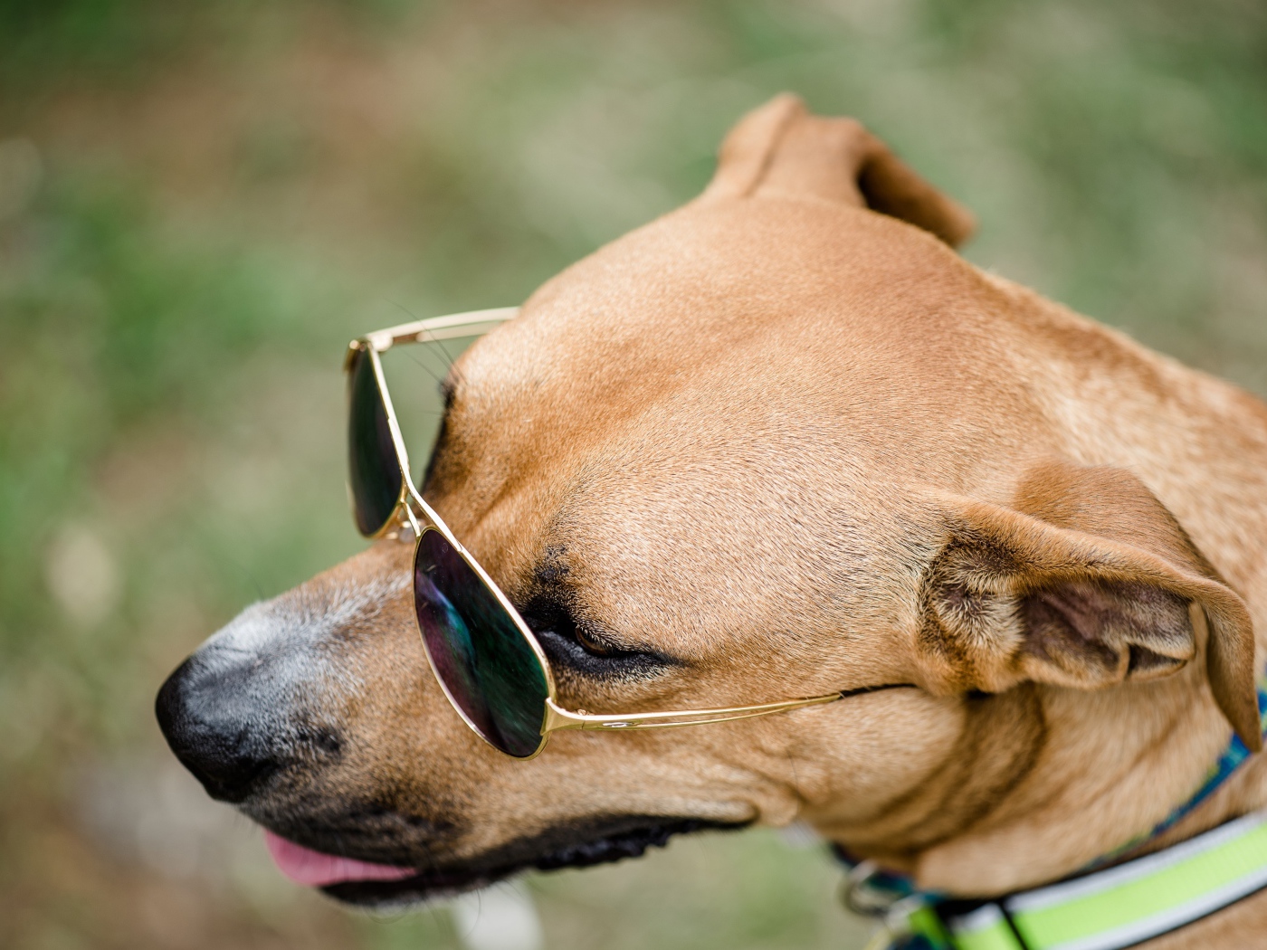 Big Dog With Glasses - Companion Dog , HD Wallpaper & Backgrounds