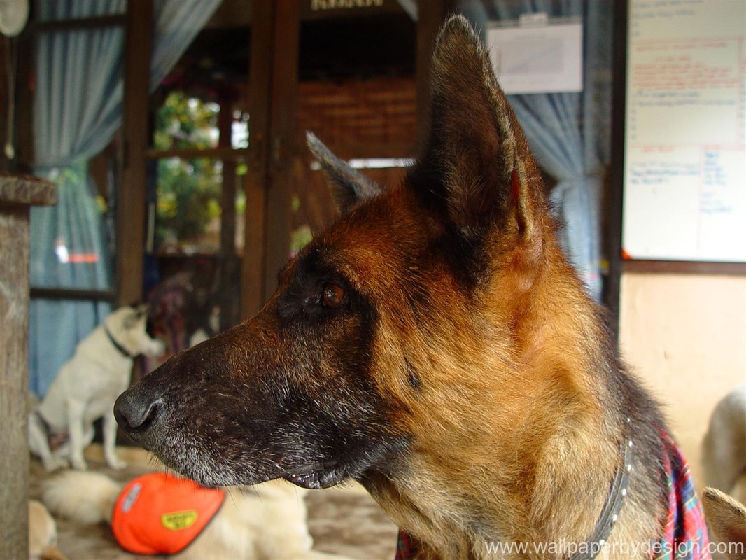 Picture - Old German Shepherd Dog , HD Wallpaper & Backgrounds