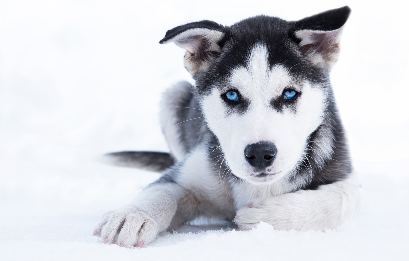 Photo Wallpaper Winter, Look, Snow, Dog, Puppy, Blue - Snow Dogs With Blue Eyes , HD Wallpaper & Backgrounds