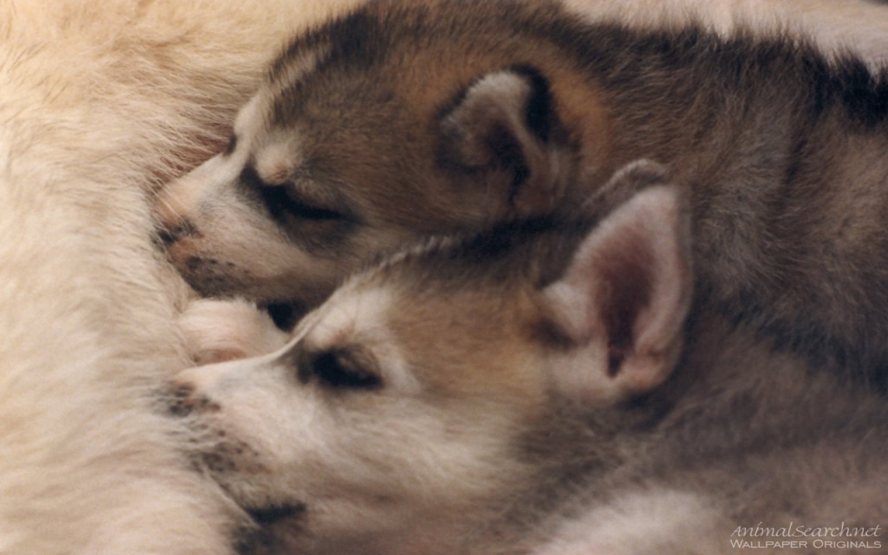Siberian Husky Puppies - Husky Puppies , HD Wallpaper & Backgrounds