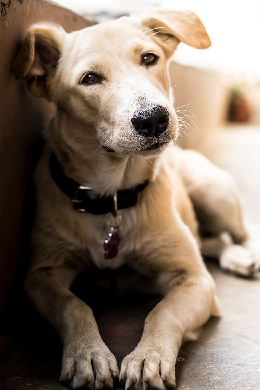 Animal, Puppy, Dog, Labrador, Light Brown, Pet, Dog - Light Brown Dog , HD Wallpaper & Backgrounds