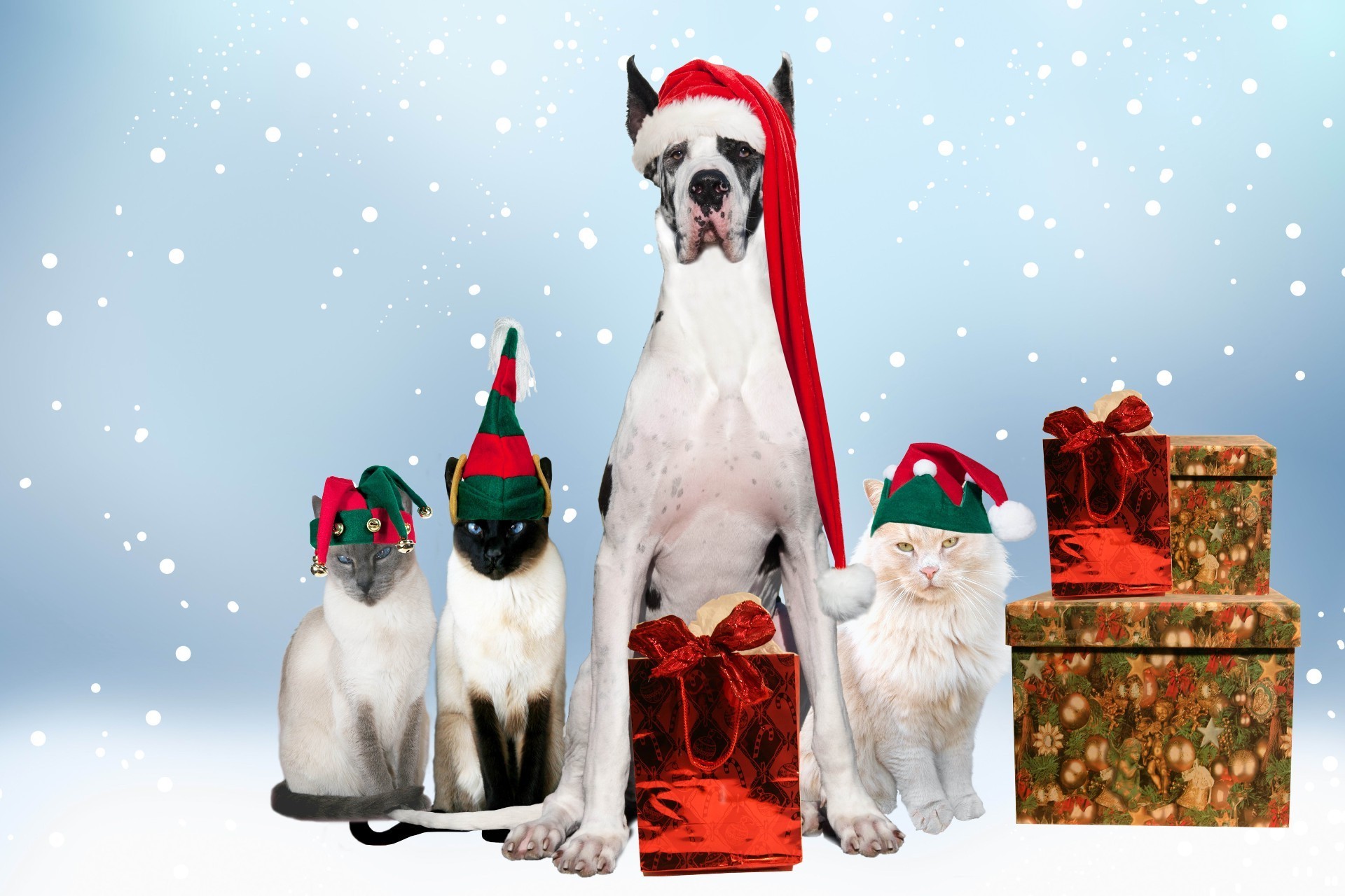 Animals Christmas Winter Celebration Dog Snow Mammal - Great Dane , HD Wallpaper & Backgrounds