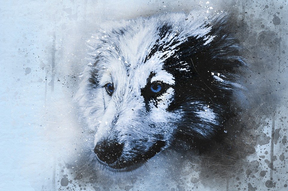 Greenland Dog , HD Wallpaper & Backgrounds