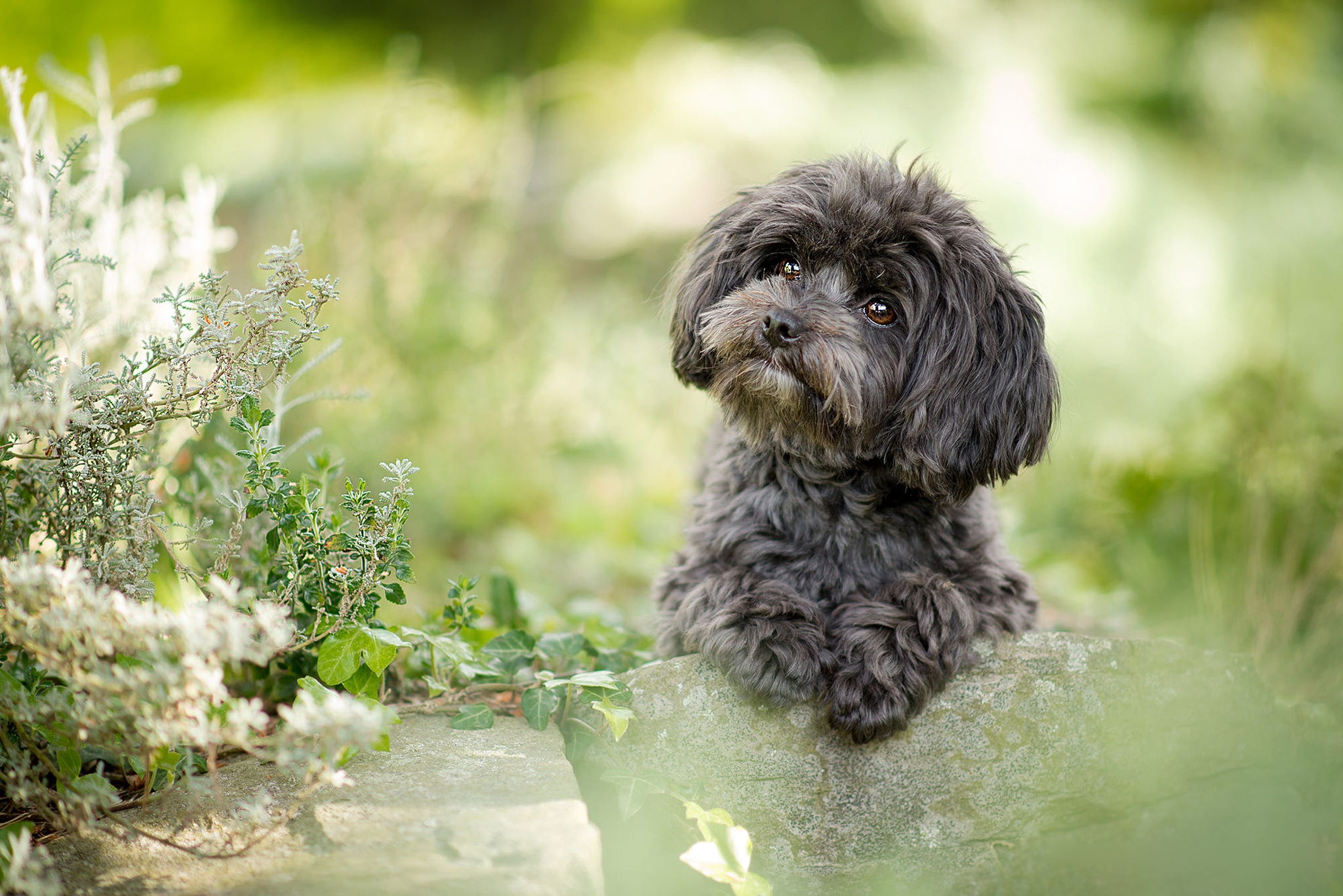 Animal Poodle Dogs Dog Pet Hd Wallpaper Background - Pudel Toy Czarny , HD Wallpaper & Backgrounds