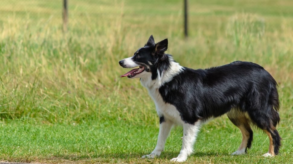 Black And White Long Coat Big Dog Preview - Border Collie Australian Shepherd Mix , HD Wallpaper & Backgrounds