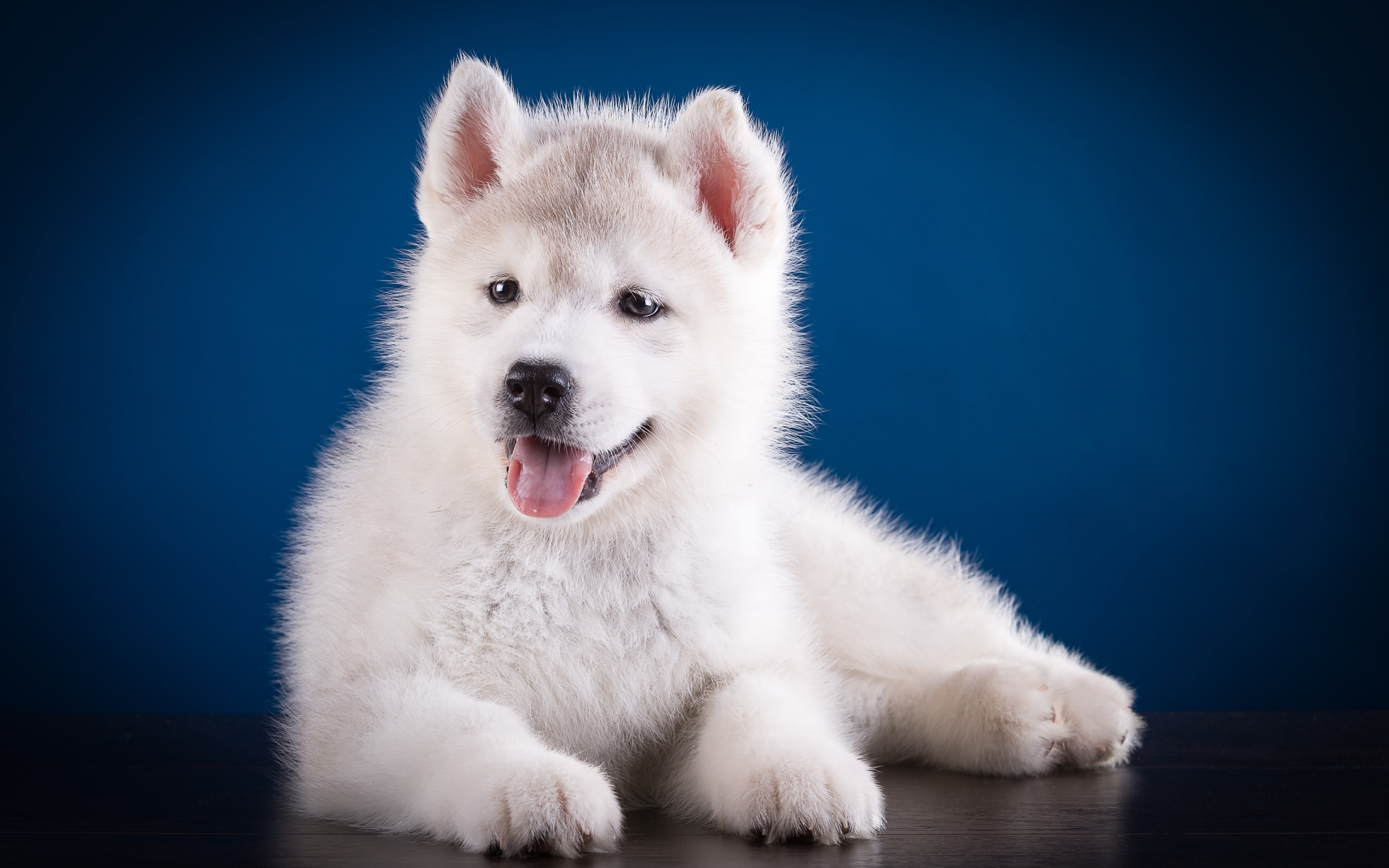 Husky Puppy Cute , HD Wallpaper & Backgrounds