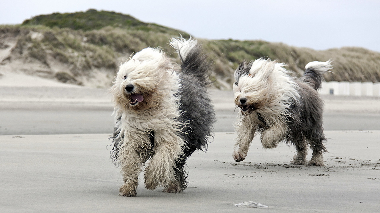 Old English Sheepdogs Running , HD Wallpaper & Backgrounds
