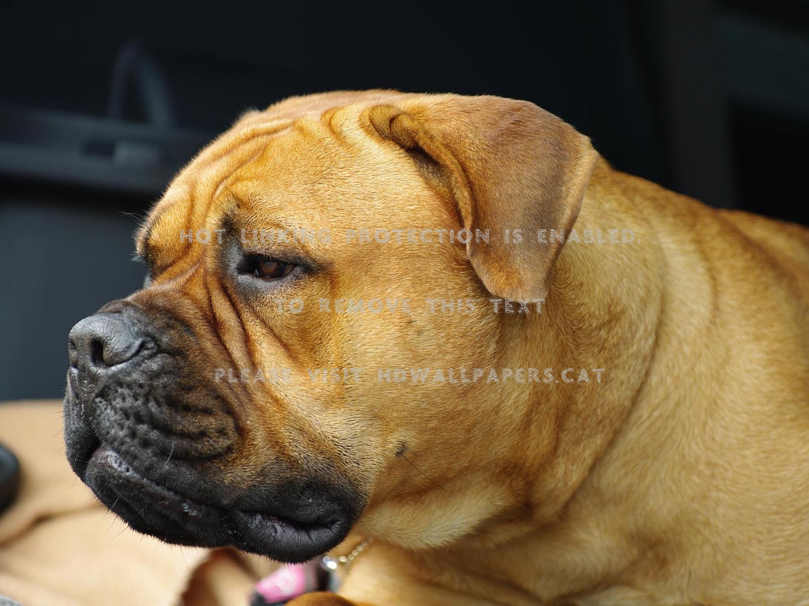 Brown Bullmastiff Big Dog Love Face Animals - Bullmastiff , HD Wallpaper & Backgrounds