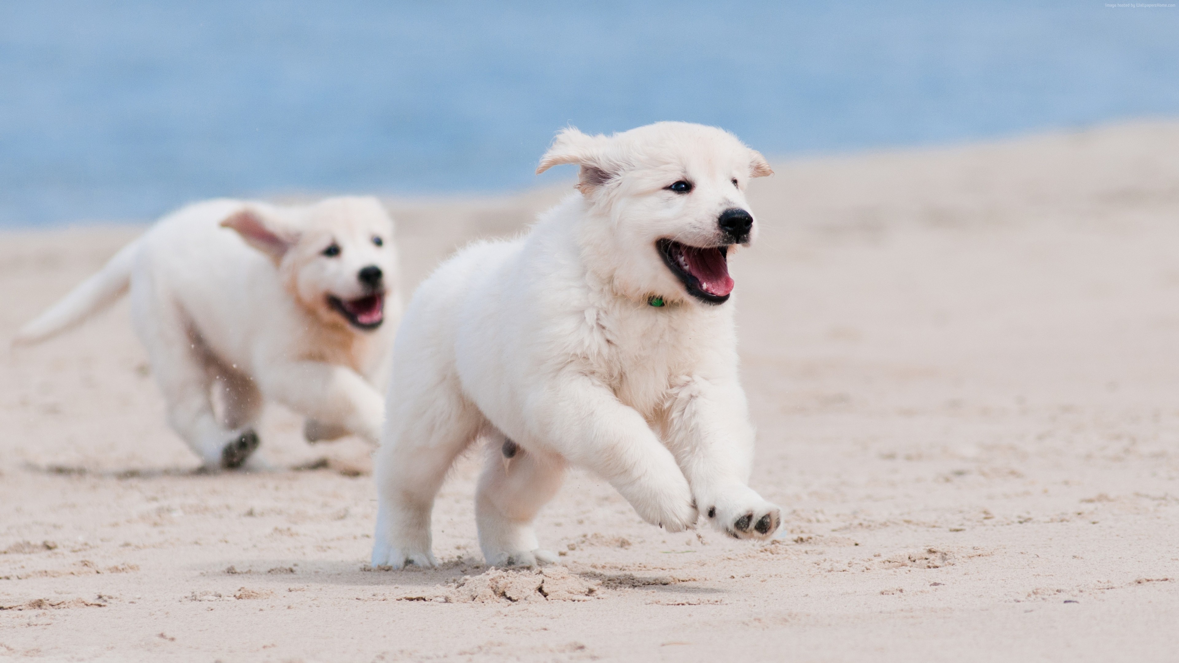 Puppy On Beach , HD Wallpaper & Backgrounds