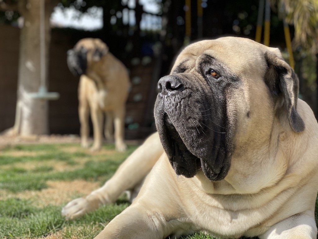 Mastiff Big Dogs In The Big Dog Mom Survey Results - Giant Dog Breed , HD Wallpaper & Backgrounds
