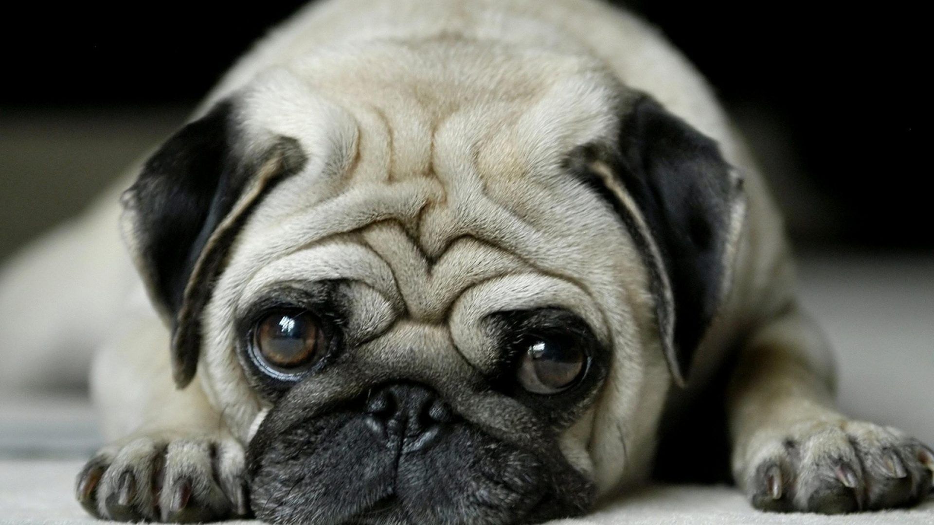 3d Dog Wallpapers Top Free 3d Dog Backgrounds - Pug Price In Pakistan , HD Wallpaper & Backgrounds