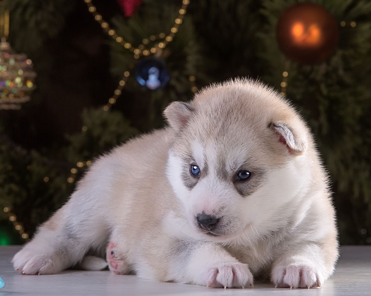 Wallpaper Husky, Puppy, Christmas Balls, Spruce - Christmas Puppy Wallpaper Ipad Mini , HD Wallpaper & Backgrounds