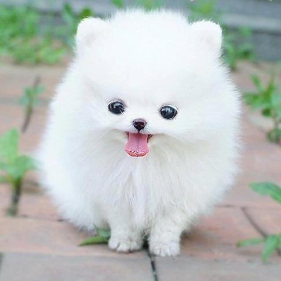 Cute Marshmallow Wallpaper - Cute Dog , HD Wallpaper & Backgrounds