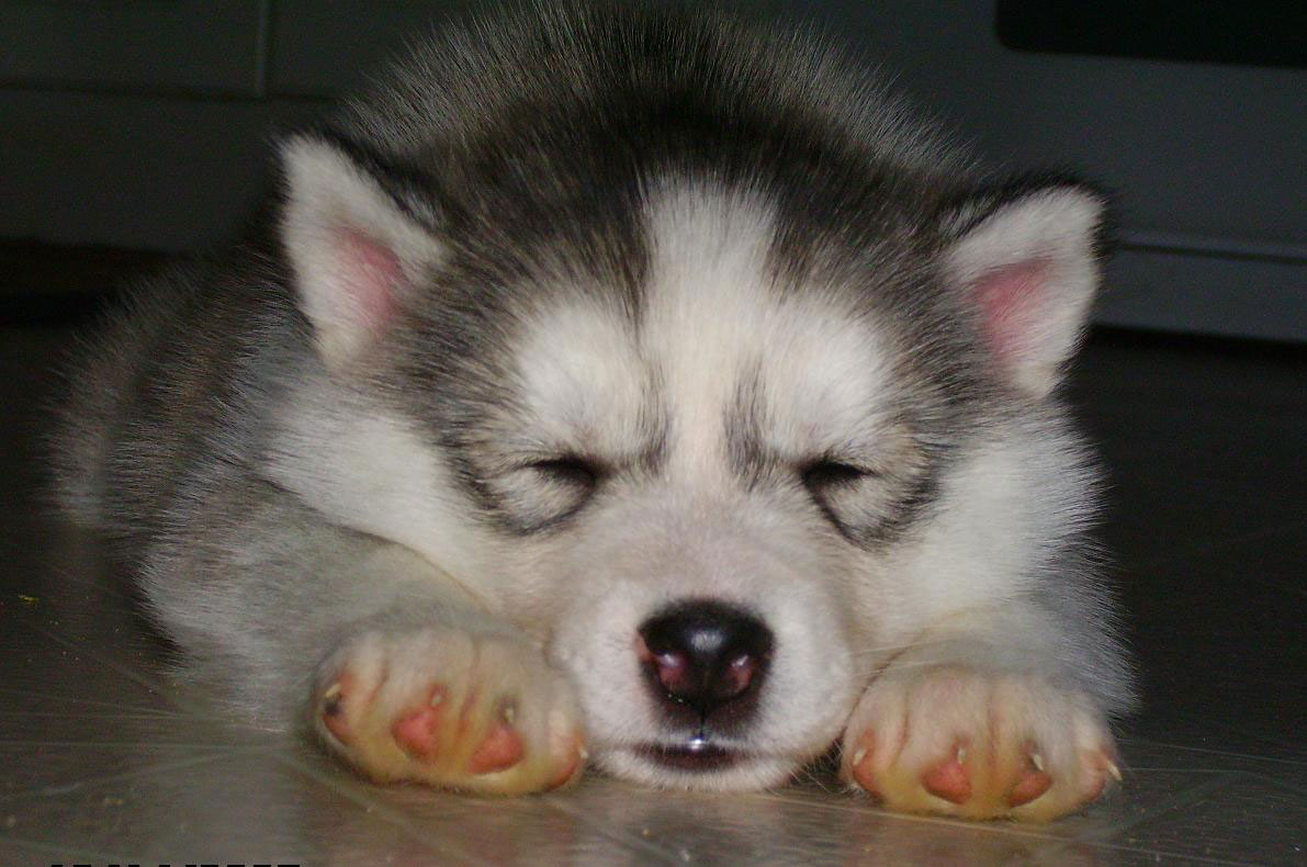 Cute Husky Puppies Wallpaper 8274 Hd Wallpapers In - Red Cute Husky Puppies , HD Wallpaper & Backgrounds